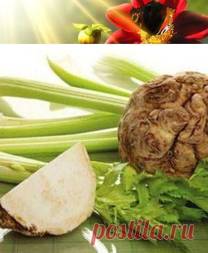 Лечение почек лекарственными растениями | Правила здоровья и долголетия