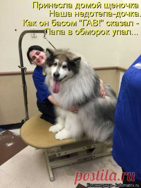 Самые уморительные котоматрицы недели / Питомцы