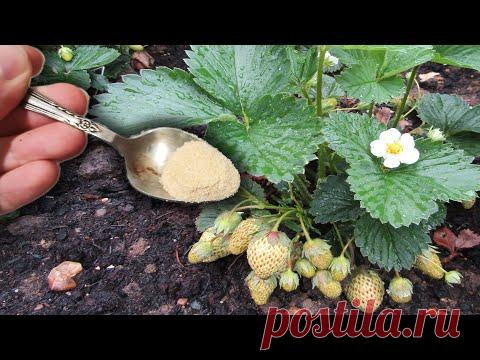 МНОГО КРУПНОЙ КЛУБНИКИ ХОТИТЕ? ТОГДА ДЕЛАЙТЕ ТАК И СОБИРАЙТЕ КЛУБНИКУ ВЕДРАМИ!