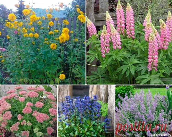 Что посадить на даче, чтобы не требовало ухода Приложив немного усилий и почти не ухаживая за растениями можем получить красивый пышный сад своей мечты. Среди таких растений много популярных, отличающихся пышными бутонами. Представляем вашему вниманию некапризные, но в то же время очень красивоцветущие растения.Золотые шары, растёт на...