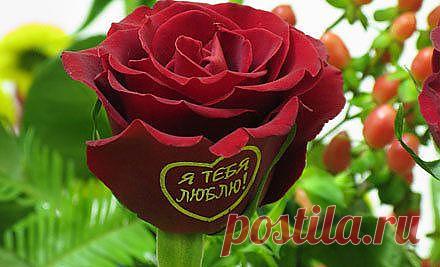 роза с таким признанием  это что то!