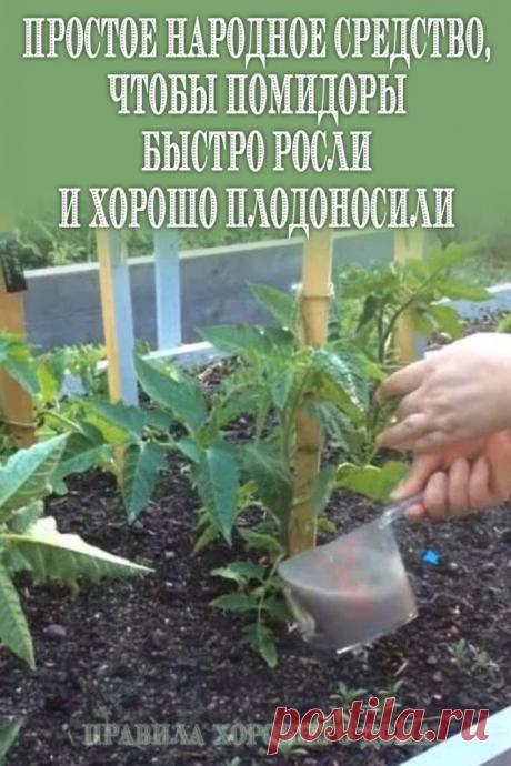 ПРОСТОЕ НАРОДНОЕ СРЕДСТВО, ЧТОБЫ ПОМИДОРЫ БЫСТРО РОСЛИ И ХОРОШО ПЛОДОНОСИЛИ - Стильные советы После высаживания рассады томатов куда бы то ни было (то есть, в теплицу или открытый грунт), для быстрого становления и роста, её нужно обязательно подкормить. Вариантов подкормки есть множество, от использования супер-современных удобрений, до различных народных рецептов. Стоит сказать, что довольно часто именно народные рецепты подкормки, совсем не уступают многим «продвинутым»...