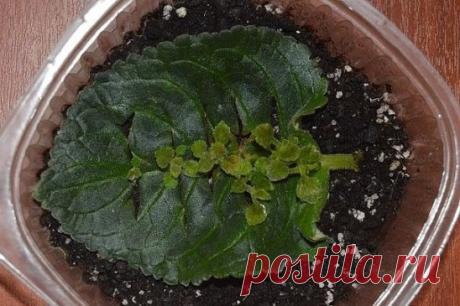 УКОРЕНЕНИЕ ГЛОКСИНИИ.
Случайно нашла заметку Цветоводов Ставропольского края, укоренение глоксинии. Заинтересовалась, попробовала, и вот результат. Один лист , и семеро ребят.
На листочке нужно сделать несколько поперечных надрезов на расстоянии примерно 1 см. Грунт влажный, но не мокрый. Я использую верховой мох, как для фиалок. Немного прижать к грунту центральный стволик листа, закрыть в тепличку(пищевой контейнер подходит идеально)
А дальше каждый день смотрите, проветривайте ненадолго, есл