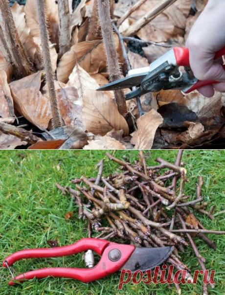 Осенняя обрезка сада - Ботаничка.ru