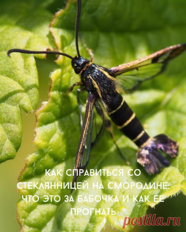 Как справиться со стеклянницей на смородине: что это за бабочка и как ее прогнать — Д а ч а