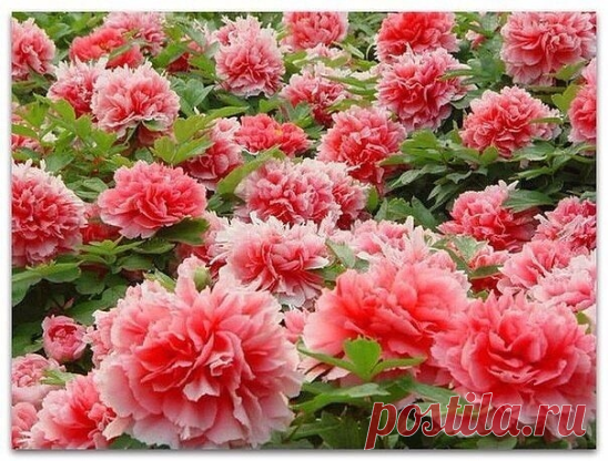 Когда и как нужно удобрять пионы. Целых 4 этапа.

1 этап - как только появятся молодые ростки, залейте в ямку у корней раствор аммиачной селитры (15 г. на 10 л. воды).

2 и 3 этап - на стадии появления бутонов и на стадии их цветения внесите 7-8 г. аммиачной селитры, 5-6 г. калийной соли и 10-12 г. суперфосфата.

4 этап - когда цветение уже закончится, внесите 5-6 г. калийной соли и 10-12 г. суперфосфата.