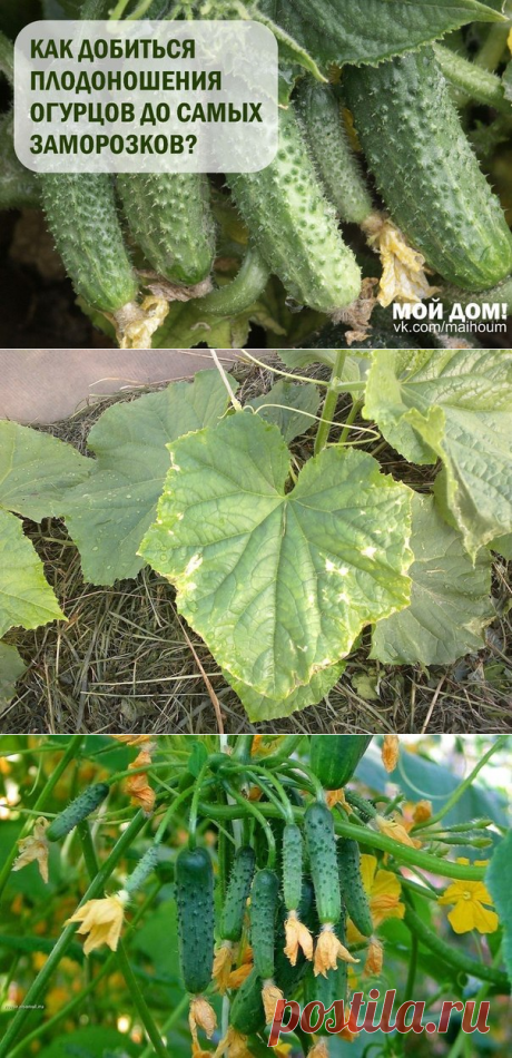 Огурцы | Записи в рубрике Огурцы | Дневник NADIABI