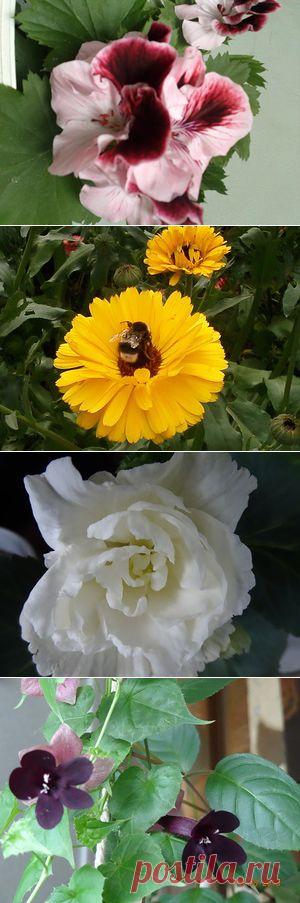 ПРОСТО ИРИНА — альбом «ЦВЕТЫ / МОИ ЦВЕТЫ» на Яндекс.Фотках