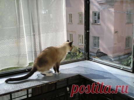 Моя кошка Сара увидела за окном голубя