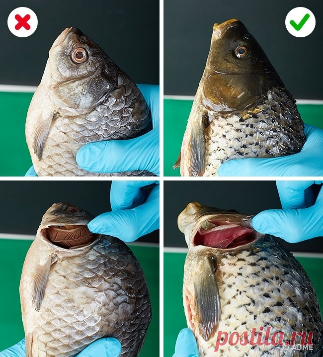 10 способов отличить качественную еду от вредной для здоровья