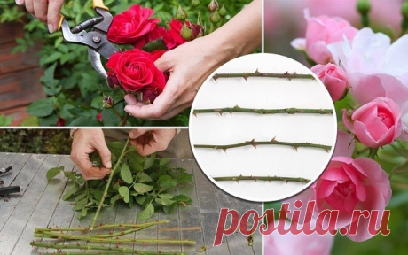 (71) Одноклассники