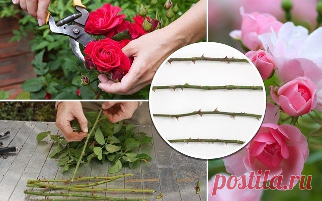 (71) Одноклассники