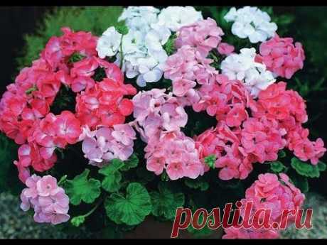 ★Когда и как обрезать герань. Растение будет пышное и красивое на зависть гостям