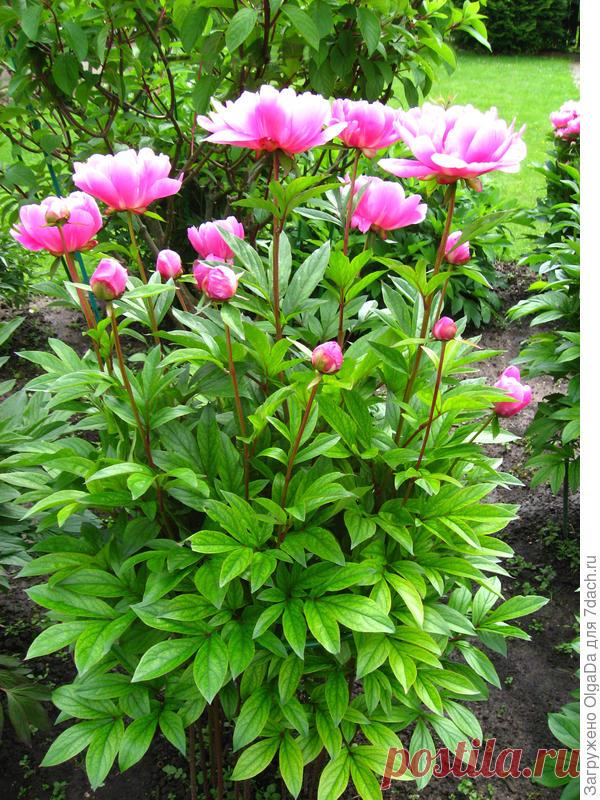 О травянистых пионах – часть 3 О травянистых пионах – часть 3

По мере разборки фотоархива буду продолжать показывать Вам пионы и делиться своими впечатлениями о них.Его величество - пион. Сколько красоты и благородства в каждом со…