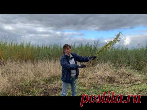 Русская ива. Видео-обзор. Хранение и черенкование ивы.