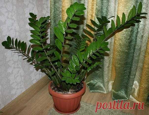 Zamioculcas или 
