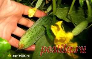 Выращивать научились, а собирать?