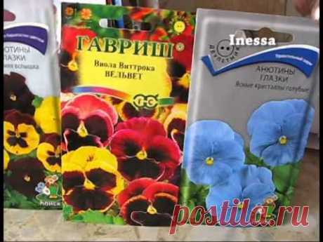Сеем на рассаду Анютины глазки (виолу)