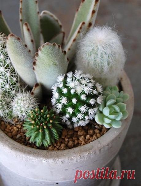 25. Traditional - 43 Outstanding Succulent Gardens You Can Create at…