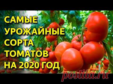 САМЫЕ УРОЖАЙНЫЕ СОРТА ТОМАТОВ! ЛУЧШИЕ СОРТА ТОМАТОВ 2020 года!