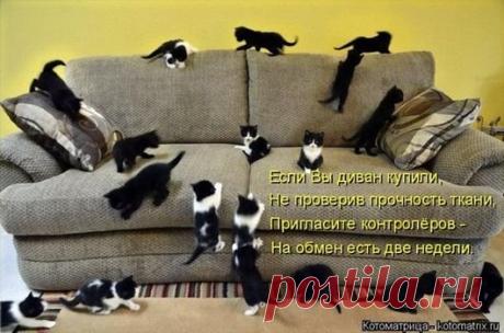 В хорошие руки...