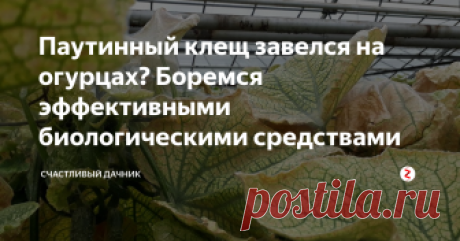 Паутинный клещ завелся на огурцах? Боремся эффективными биологическими средствами Паутинный клещ относится к паукообразным, способ питания у которых отличается от насекомых. Против них помогут препараты — акарициды. Внимательно читайте на обороте средства, от чего именно оно эффективно.
