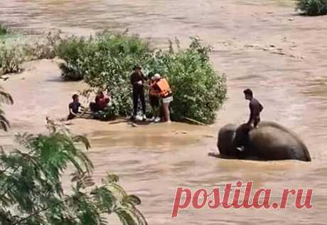 Погонщики слонов спасли тонущих туристов в Таиланде | Bixol.Ru В таиландской провинции Чиангмай погонщики слонов спасли тонущую группу туристов. Путешественники сплавлялись по горной реке, но из-за сильного течения | Путешествия: 55635