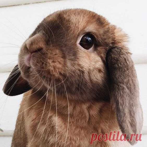 Немножко милоты вам в ленту #мимими