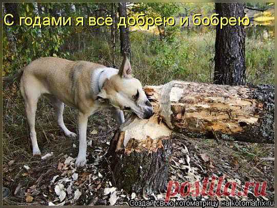 сама доброта.....