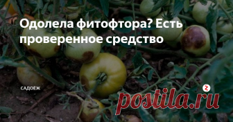 Одолела фитофтора? Есть проверенное средство Чудо-средство от фитофтороза томатов: рецепт, проверенный годами не только мною