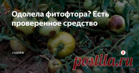 Одолела фитофтора? Есть проверенное средство Чудо-средство от фитофтороза томатов: рецепт, проверенный годами не только мною