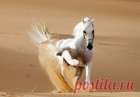 БЕЛАЯ СКАЗКА ПРИРОДЫ - КРАСИВЫЕ КАРТИНКИ. ВИДЕО. МИР, В КОТОРОМ МЫ ЖИВЕМ! - Группы Мой Мир