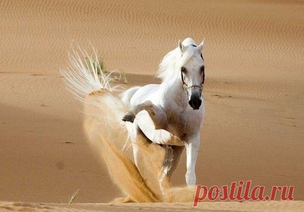 БЕЛАЯ СКАЗКА ПРИРОДЫ - КРАСИВЫЕ КАРТИНКИ. ВИДЕО. МИР, В КОТОРОМ МЫ ЖИВЕМ! - Группы Мой Мир