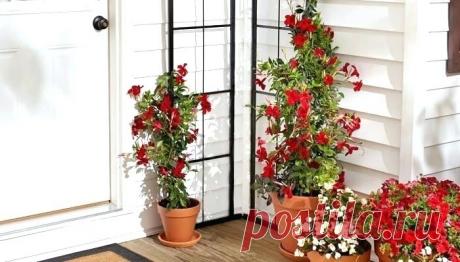 20 вьющихся растений для клумбы