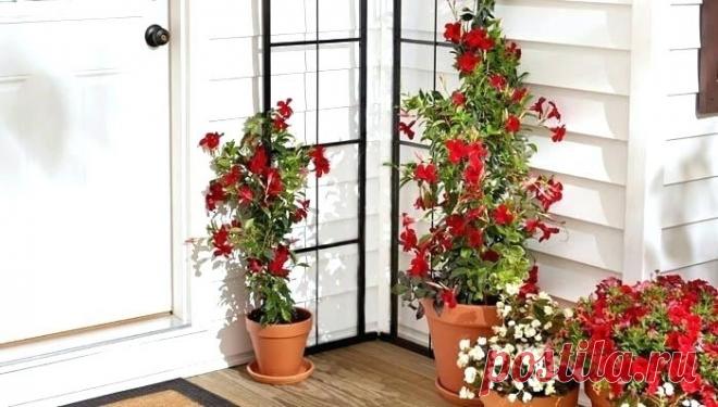 20 вьющихся растений для клумбы