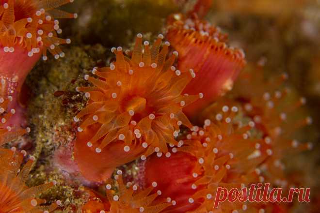 anemoneSept25-20 The first of four straight days of diving Anacapa Island... my 2020 Covid 