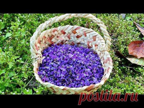Варенье Из Фиалок  |  Bənövşə Mürəbbəsinin Hazırlanması | Violet Flower Jam