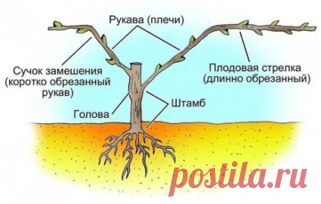 Не пришей к лозе рукав.