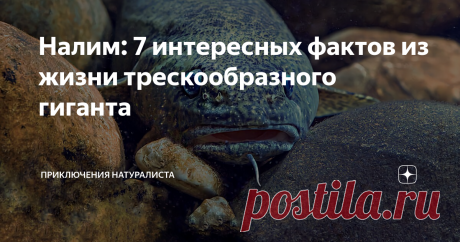 Налим: 7 интересных фактов из жизни трескообразного гиганта Среди всех тресковых, этот водный житель — самый крупный. И самый неадекватный, судя по привычкам. Вместо того, чтобы прятаться и уходить в водную глубь на зимний период, рыбёха, наоборот, активизируется. Сказывается генетическая память? Мало, кто знает, что налим дошёл, а точнее, доплыл до наших дней ещё с ледникового периода.