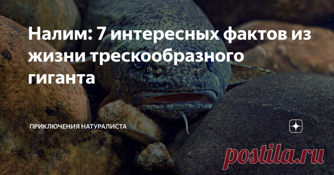 Налим: 7 интересных фактов из жизни трескообразного гиганта Среди всех тресковых, этот водный житель — самый крупный. И самый неадекватный, судя по привычкам. Вместо того, чтобы прятаться и уходить в водную глубь на зимний период, рыбёха, наоборот, активизируется. Сказывается генетическая память? Мало, кто знает, что налим дошёл, а точнее, доплыл до наших дней ещё с ледникового периода.