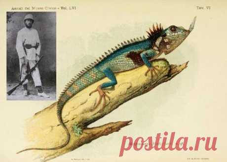 И всё-таки они существуют: как выглядят ящерицы, которых видели всего один раз за всю историю