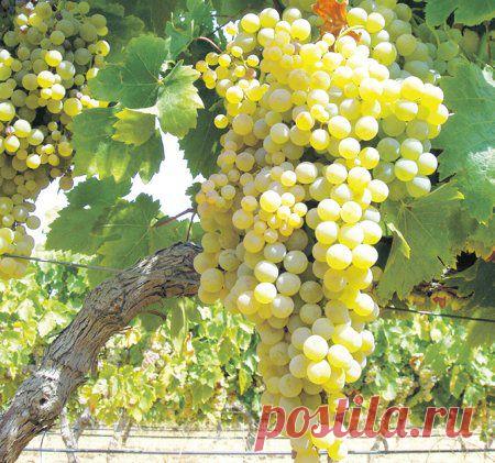 Виноград прищипке рад