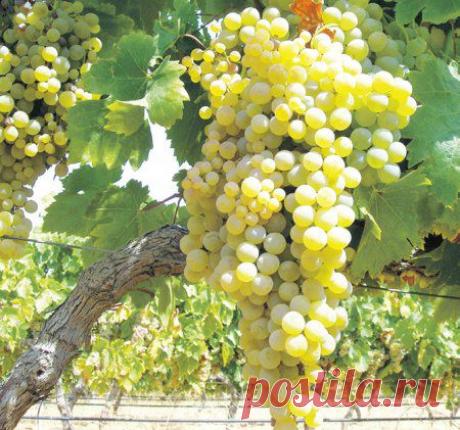 Виноград прищипке рад