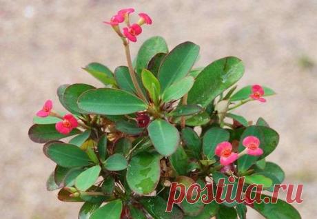 Эуфорбия: уход в домашних условиях, фото