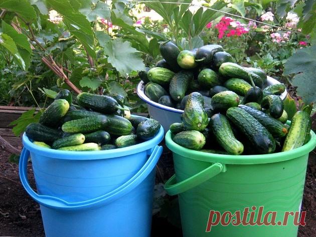 Сажайте огурцы в июле-августе, осенью собирайте их вёдрами | Любимый сад Пульс Mail.ru