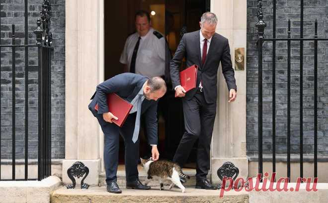 Британский министр назвал кота Ларри «маленьким ублюдком». Британский министр по делам Шотландии Иан Мюррей назвал главного мышелова Соединенного Королевства, кота Ларри, «маленьким ублюдком», сообщает The Telegraph.