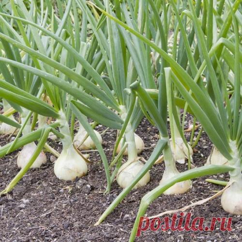 Полив лука соленой водой. «За» и «против»