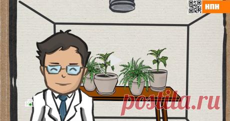 Популярные домашние растения смертельно опасны Некоторые растения на порог дома пускать просто опасно: их листья и стебли буквально пропитаны ядом. Репортеры программы «НашПотребНадзор» выяснили, какие домашние растения — настоящая биологическая бомба.