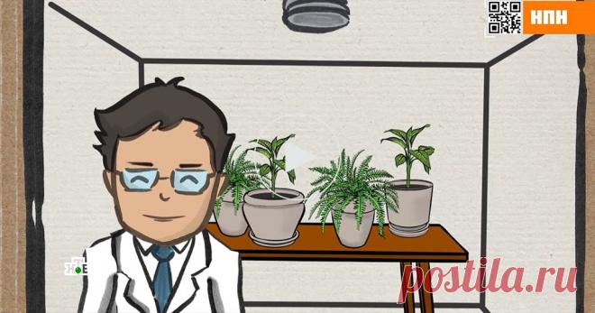 Популярные домашние растения смертельно опасны Некоторые растения на порог дома пускать просто опасно: их листья и стебли буквально пропитаны ядом. Репортеры программы «НашПотребНадзор» выяснили, какие домашние растения — настоящая биологическая бомба.