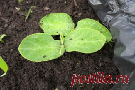 Выращивание в пластиковых мешках. Тыква, лагенария, кукуруза, патиссоны: Группа Наши грядки